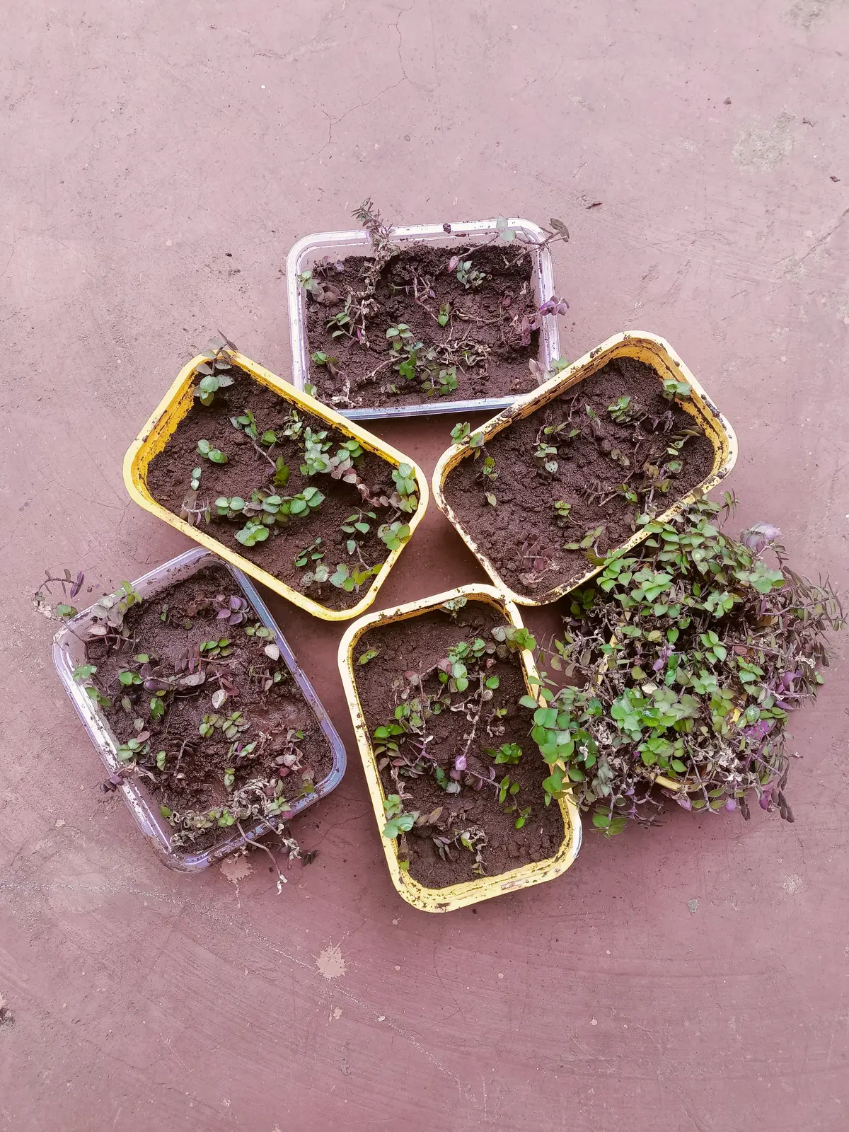 Farming & Nature — Planting Flowers 6