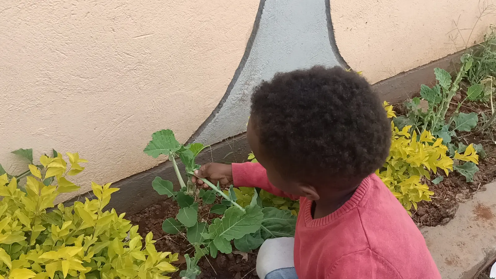 Farming & Nature — Planting Kales 12