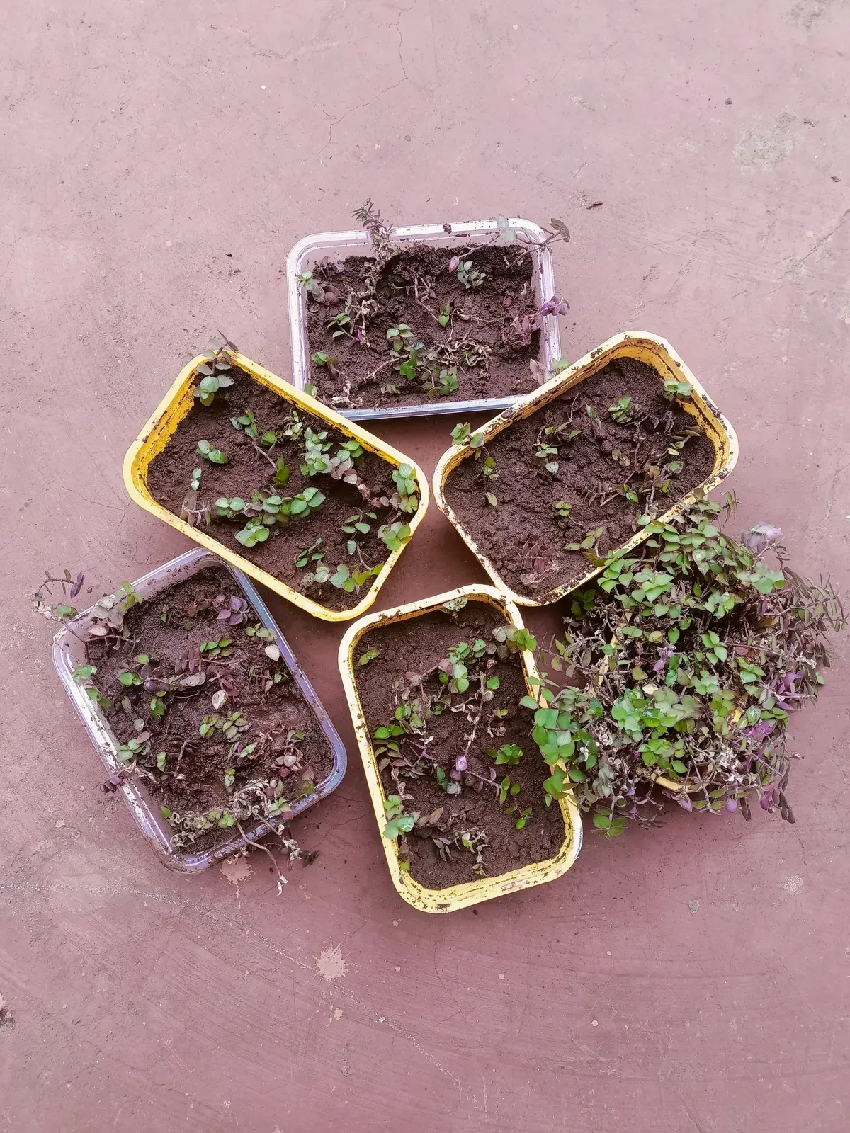 Farming & Nature — Planting Flowers 6