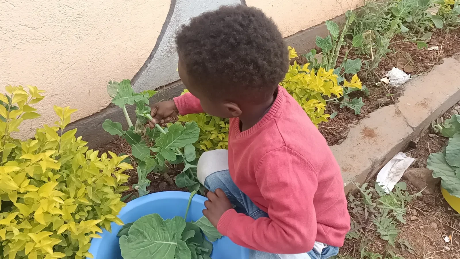 Farming & Nature — Planting Kales 13