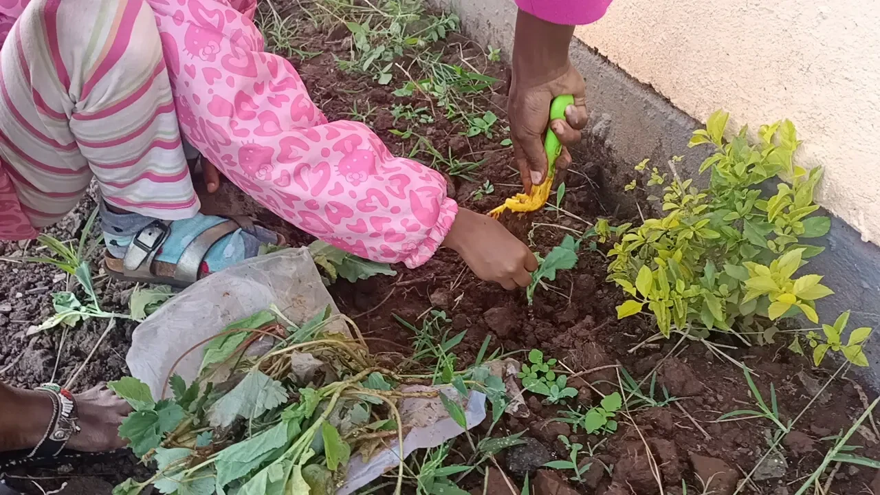 Farming & Nature — Planting Kales 2