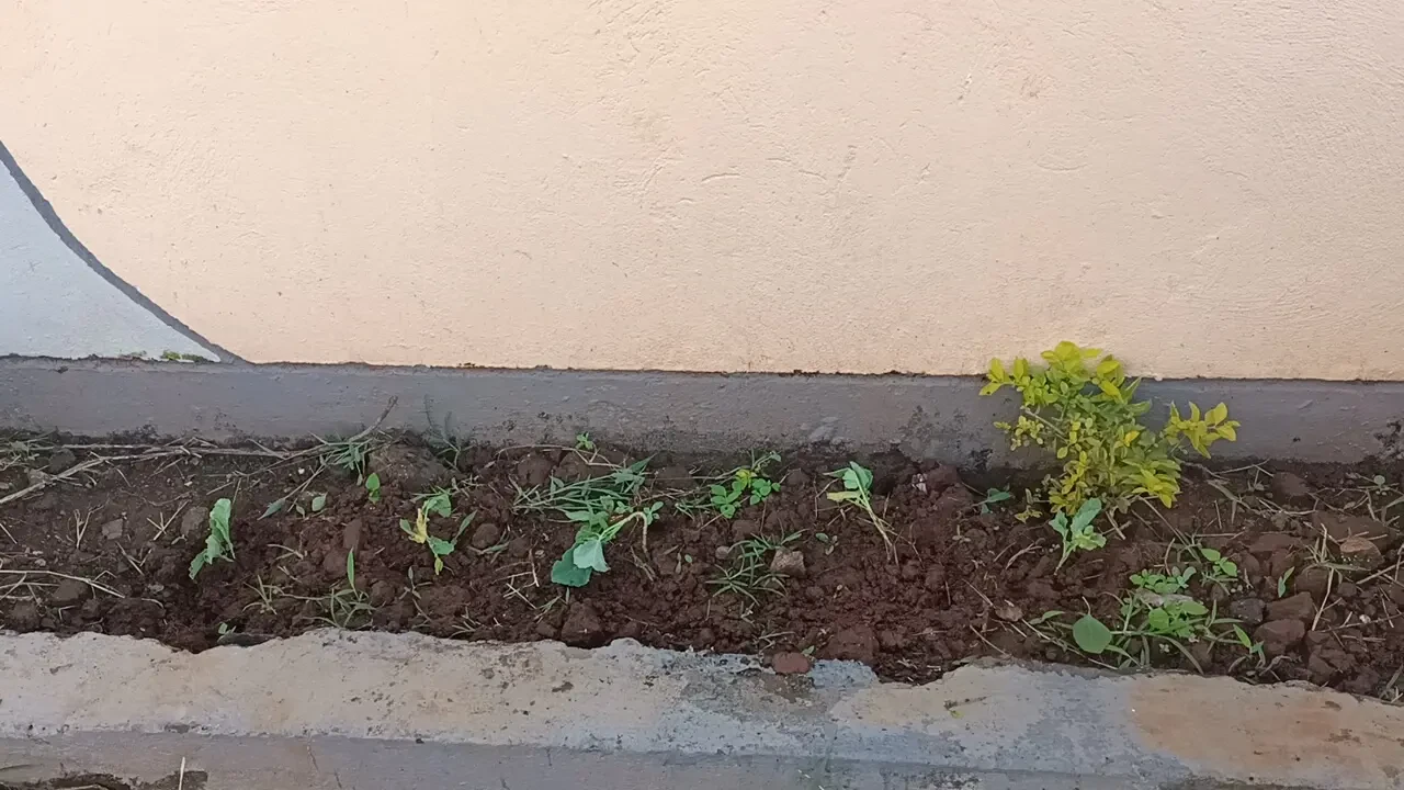 Farming & Nature — Planting Kales 4